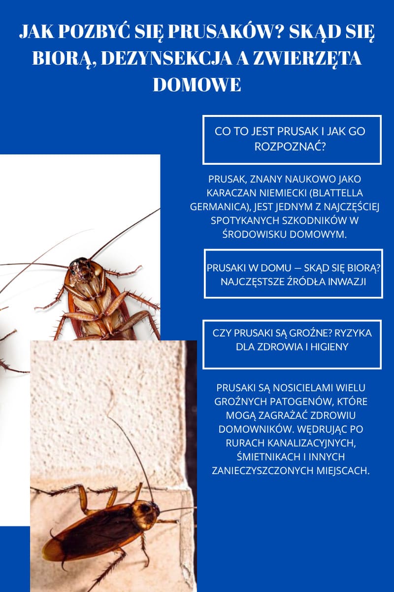 Czy prusaki są groźne?