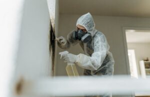 Grzyb w mieszkaniu – kto odpowiada za usunięcie?